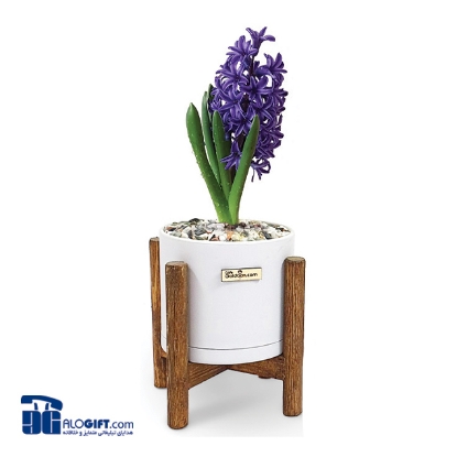 تصویر  سنبل با گلدان استوانه ای پایه چوبی