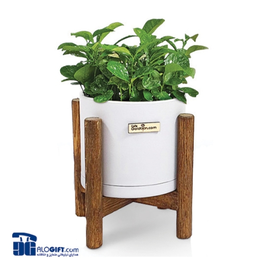 تصویر  سبزه با گلدان استوانه ای پایه چوبی