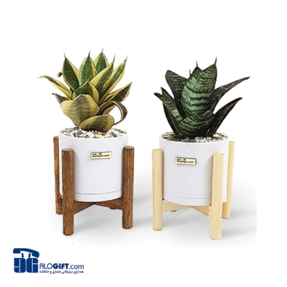 تصویر  سانسوریا پاکوتاه ابلق با گلدان استوانه ای پایه چوبی