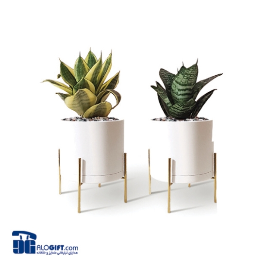 تصویر  سانسوریا پاکوتاه ابلق با گلدان استوانه ای پایه فلزی