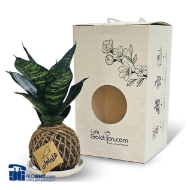 تصویر  کوکداما کوچک