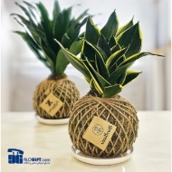 تصویر  کوکداما کوچک